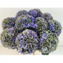 hortensia M ROY PALACE CL - WingFlowers VOF