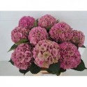 hortensia M ROY PALACE CL - WingFlowers VOF