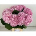 hortensia M CH VERENA - WingFlowers VOF