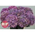 hortensia M CH RODEO CL - HIP-Holland