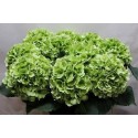 hortensia M CH VERENA CL - Horst Hortensia