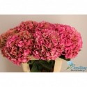 hortensia M GLOW ALPS CL - Mts. Ermstrang