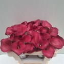 calla BORDEAUX - .