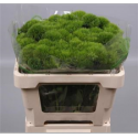 poete vert WICKY - .