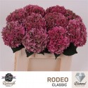 hortensia M CH RODEO CL - .