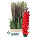 glaieul GR Magma rge RED - .