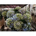 hortensia M ROY SUNSET CL - .