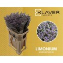 LIMONIUM UTAH BLUE - .