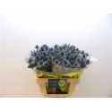 chardon MAG BLUE LAGOON - .