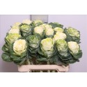 choux blanc CRANE - .