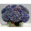 hortensia M CH RODEO CL - Pico Bello...