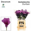 calla DURBAN - .