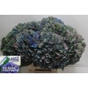 hortensia M CH PIMPERN CL - Ko Kolk