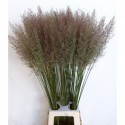CALAMAGROSTIS BRACHY - Mts Kwinten