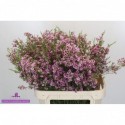wax UN KERRYN - Temba Flowers