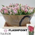Tulipe db flash point - Tuliflor