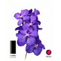 Vanda blue magic - Ansu vanda