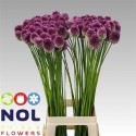 ALLIUM SPHAEROCEPHAL - .