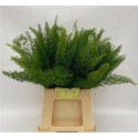 ASP DENS MYERS 40CM - .