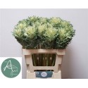 choux CRANE KING - .