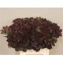 COTI C ROYAL PURPLE 60CM - .