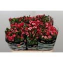 R branchue FIREWORKS - .