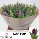 Tulipe se laptop - Tuliflor