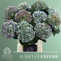 hortensia M ROY SUNSET CL FANTASY - .