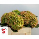 hortensia M CH VERENA CL - Tuinbouwbedrijf...