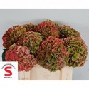 hortensia M POMPIDOU CL - Tuinbouwbedrijf...