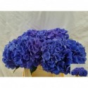 hortensia M POMPIDOU - H.P. Dordmond