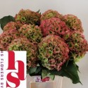 hortensia M CH WHI VER CL - H.S. Flowers BV