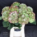 hortensia M CH VERENA CL - van Dijk...