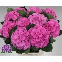 hortensia M ELBTAL RZ - Kwekerij Antonia