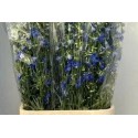 Delphinium Volkerfried - Hollande