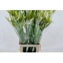 Nerine Like a Virgin - Hollande