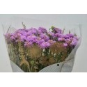 Scabieuse Scoop Lilas - Hollande