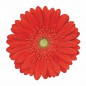 Gerb Red Explosion - Hollande