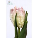 Tulip pa cabanna - Borst Bloembollen BV J.A.