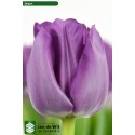 Tulp du saigon double - Triflor BV