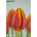 Tulipe hennie vander most - Tuliflor