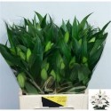 lilium Zambesi blanc 2+ - .