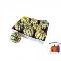 CUC P SWEET DUMPLING - .