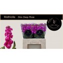 giroflée STOX DEEP ROSE - .