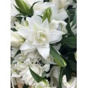 lilium double ANGELA - .