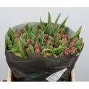 Tulipe pe marvel parrot - Borst...