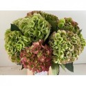 hortensia M ROYA PRINC CL - WingFlowers VOF