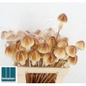 HUIS EN TUINDECO H% - Goedegebuure Naturals