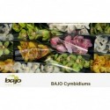 orchidé T varié - Kwekerij Bajo