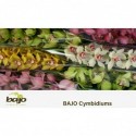 orchidé T varié - Kwekerij Bajo